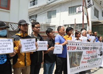 मरेका तीन बाघबारे जवाफ माग्दै प्रदर्शन