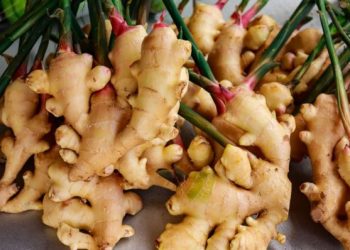 अदुवा उत्पादक कृषक चिन्तामा