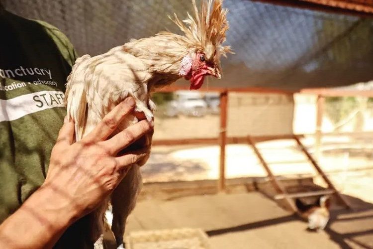 बर्ड फ्लू  निकट भविष्यमा महामारी रुप सक्ने अनुमान