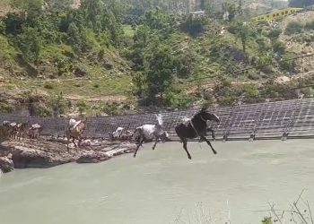  झोलुंगे पुलमा फसिरहेका चाैध खच्चडकाे उद्वार कार्य जारी