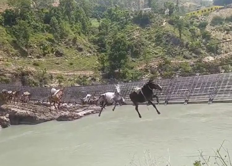 झोलुंगे पुलमा फसिरहेका चाैध खच्चडकाे उद्वार कार्य जारी