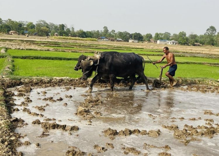 विहानदेखि पानी पर्न थालेपछि किसान खुशी