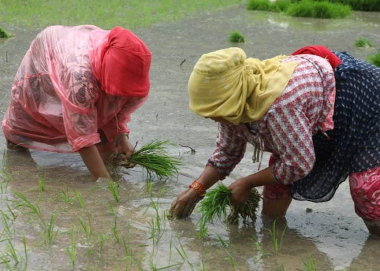 मुलुकभर ३८ दशमलव ६ प्रतिशत रोपाइँ सम्पन्न