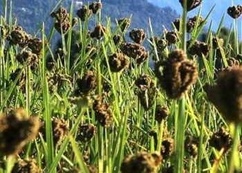 उपत्यकामा नौ प्रकारका कोदोको उत्पादन गर्न परीक्षण सुरु