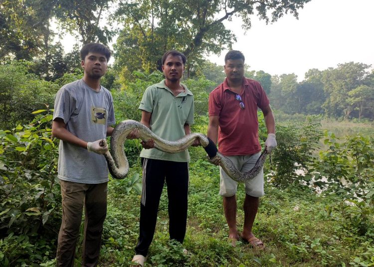 चोटपटक लागेर घाइते अजिङ्गरको उद्धार