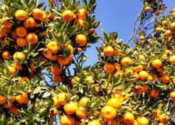 सुन्तलाका बगैचामा फलेकाे फलमा रोग लागेकाले किसान चिन्तित