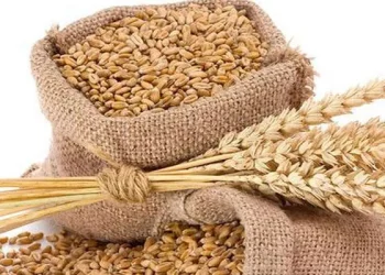 भारतबाट गहुँ आयात गर्न १० हजार मेट्रिक टनसम्मको आवेदन दिन सक्ने