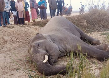 कञ्चनपुरमा वयस्क हात्ती मरेको अवस्थामा भेटियो