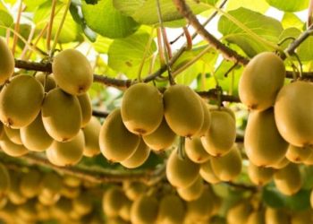 महँगो शुल्कमा किवी बजार भण्डारणमा समस्या