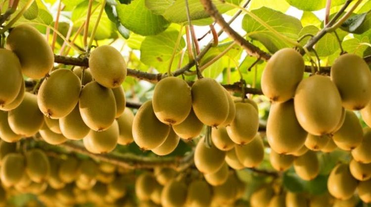 महँगो शुल्कमा किवी बजार भण्डारणमा समस्या