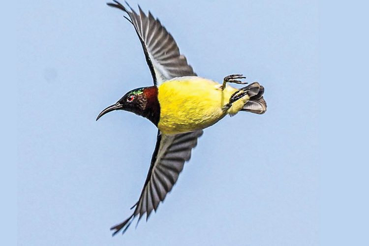 मेचीनगरमा भेटिएको नयाँ चरा नेपालकै लागि नयाँ रेकर्ड