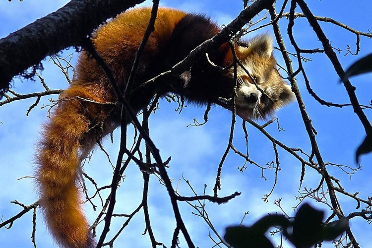 पाथेकाका सामुदायिक वनमा रेडपाण्डा भेट्याे