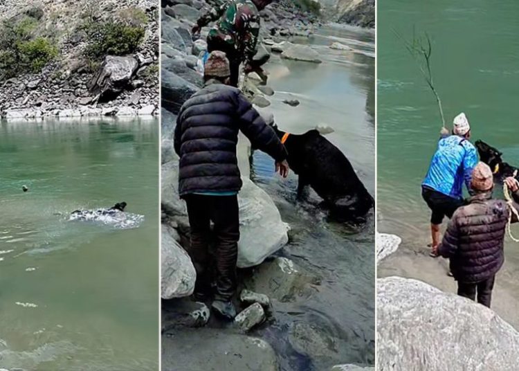 गाईलाई निर्ममतापूर्वक कुटीकुटी कर्णाली नदीमा हेल्ने बासिन्दा प्रहरीको निशानामा