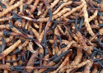 बहुमूल्य जडिबुटी यार्सागुम्बा सङ्कलनका लागि याम सुरु