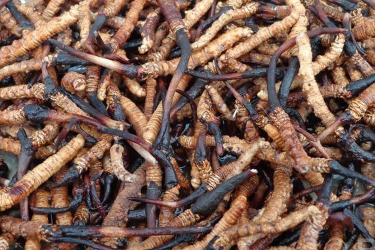 बहुमूल्य जडिबुटी यार्सागुम्बा सङ्कलनका लागि याम सुरु