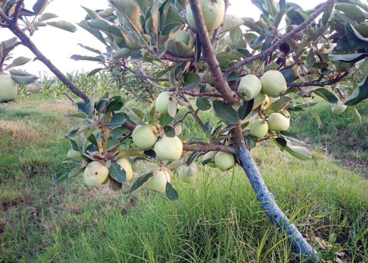 कैलालीमा व्यावसायिक स्याउ  खेती सफल