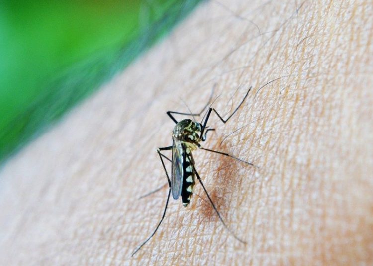 देशभर फैलिँदै डेंगु संक्रमण, अबका चार महिना अति जोखिमपूर्ण