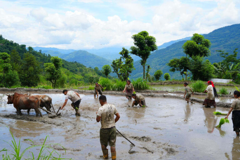 धान रोपाइँ देशभर १७ दशमलव दुई प्रतिशत क्षेत्रमा मात्रै