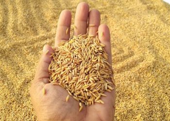 धान बिक्री नभई कुहिने अवस्थाले नेपाल किसान महासङ्घको गम्भीर ध्यानाकर्षण