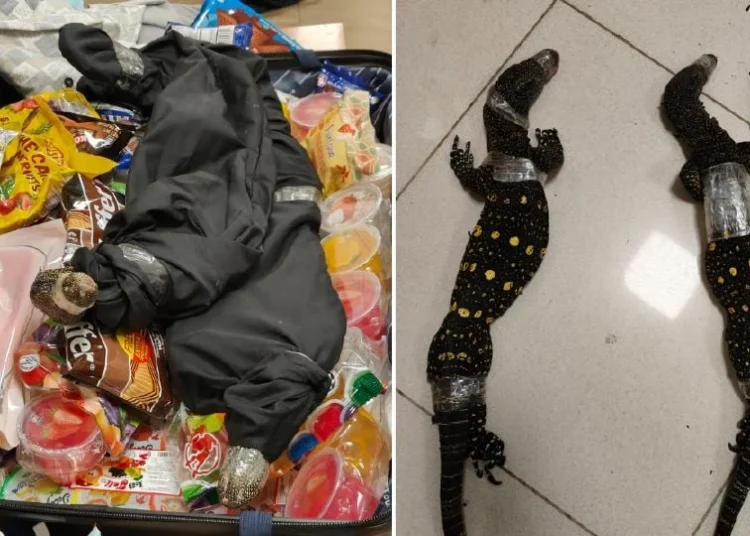 भारतीय तस्कर पक्राउ