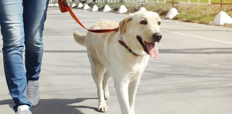 इरानमा सार्वजनिक स्थानमा कुकुर हिँडाउन नपाइने