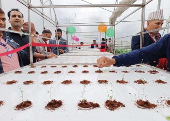 आलुको बिउ उत्पादन गर्ने कार्य