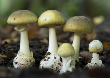 विषालु च्याउ खाँदा एकै परिवारका पाँच जना बिरामी