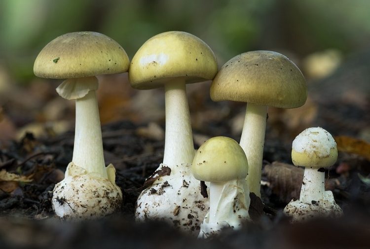 विषालु च्याउ खाँदा एकै परिवारका पाँच जना बिरामी