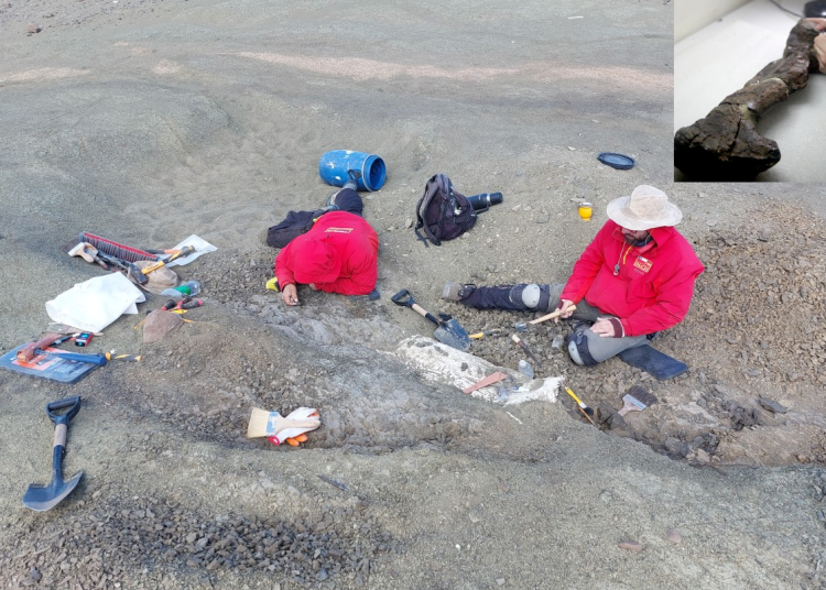 चिलीमा स्तनपायीको जीवाश्म फेला