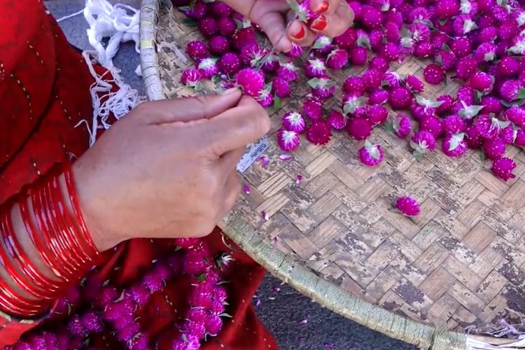 गुण्डुका किसानहरू मखमली फूल टिप्न व्यस्त