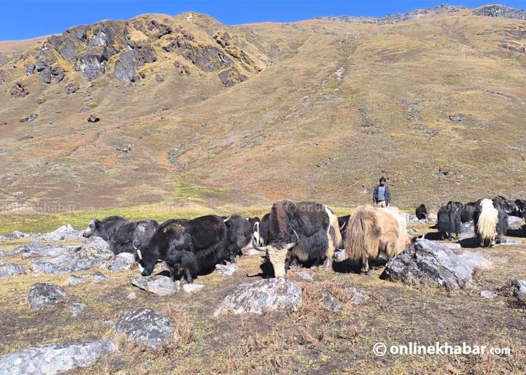 रुकुमपूर्वमा चौँरी पालन सफल बन्दै