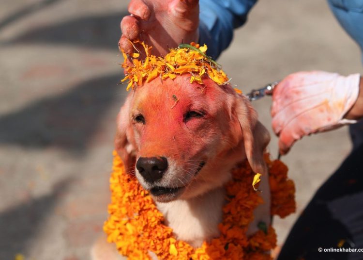 कुकुर तिहार मनाउँदै आज