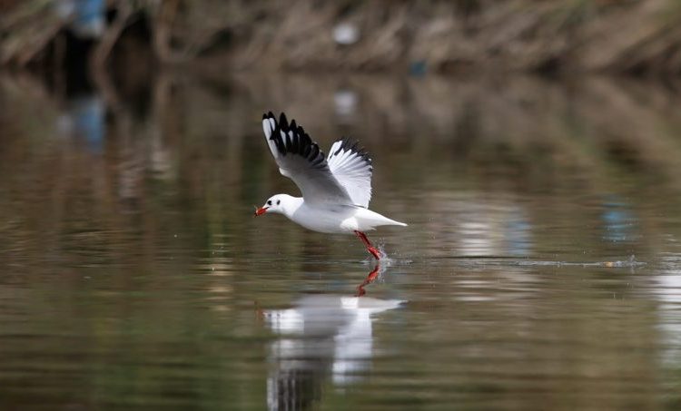जाडाे छल्न विदेशी पाहुँना चरा नेपालमा आइपुग्याे