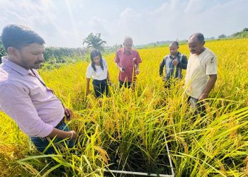 बेमौसमी वर्षाका कारण धान उत्पादन घट्याे