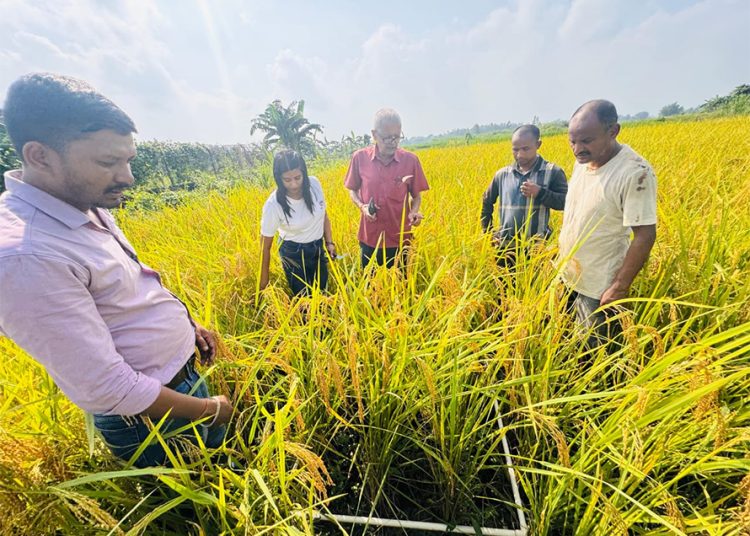 बेमौसमी वर्षाका कारण धान उत्पादन घट्याे