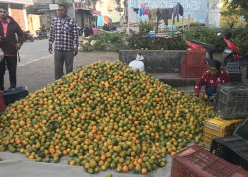 दुई करोडभन्दा बढीको सुन्तला बिक्री