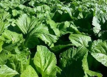 रायोको सागमा अत्यधिक मात्रामा विषादी