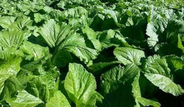 रायोको सागमा अत्यधिक मात्रामा विषादी