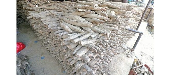 दुई दिने अन्तरराष्ट्रिय तरुल महोत्सव आयोजना हुने