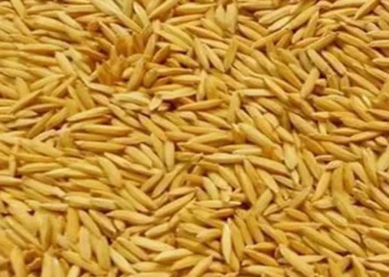 किसानबाट ११ हजार ६६५ क्वीन्टल धान खरिद