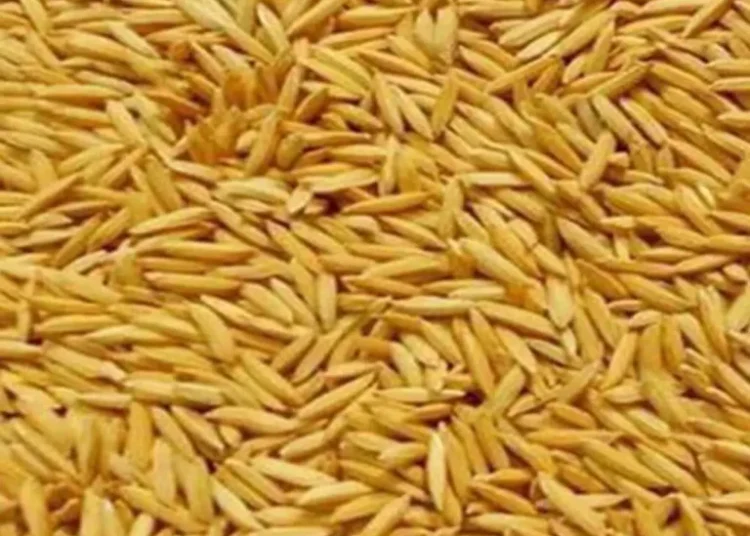 किसानबाट ११ हजार ६६५ क्वीन्टल धान खरिद