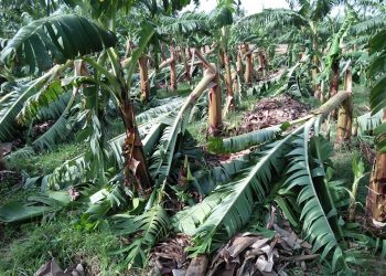 दुई बिघा जमिनमा लगाएको केराखेतीमा क्षति