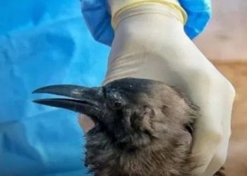 भक्तपुरमा बर्ड फ्लु पुष्टि