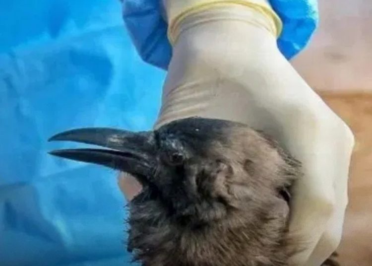 भक्तपुरमा बर्ड फ्लु पुष्टि