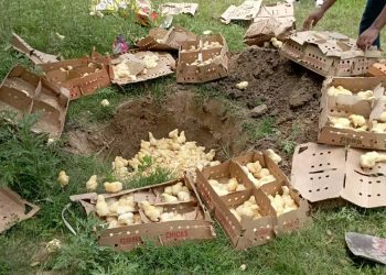 इलाका प्रहरी कार्यालय कृष्णानगर द्वारा अबैध चल्ला नष्ट
