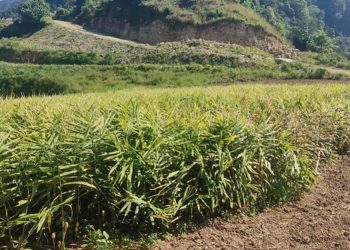 सामूहिक अदुवाखेती गर्न थालेपछि क्रमशः बाँदर हराउँदै जान थाले