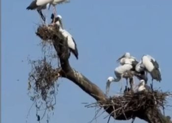बाटुली पोखरी र कुमाल तालमा जलचर प्रजातीका चराको गुँड गणना