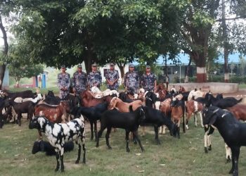 खसी तस्करीमा आएन कमी