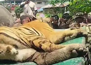 बाघको आक्रमणबाट एक जना घाइते