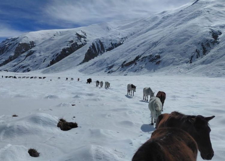 चौँरी गाईसहित दुई सय पशुको झण्डै एक महिनापछि उद्धार